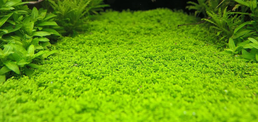 HC Cuba 5 Pack (Hemianthus callitrichoides).