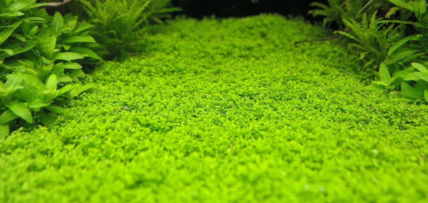 HC Cuba 5 Pack (Hemianthus callitrichoides).