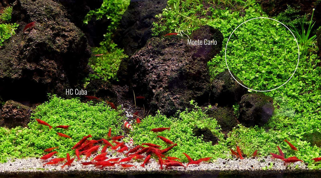 HC Cuba 5 Pack (Hemianthus callitrichoides).