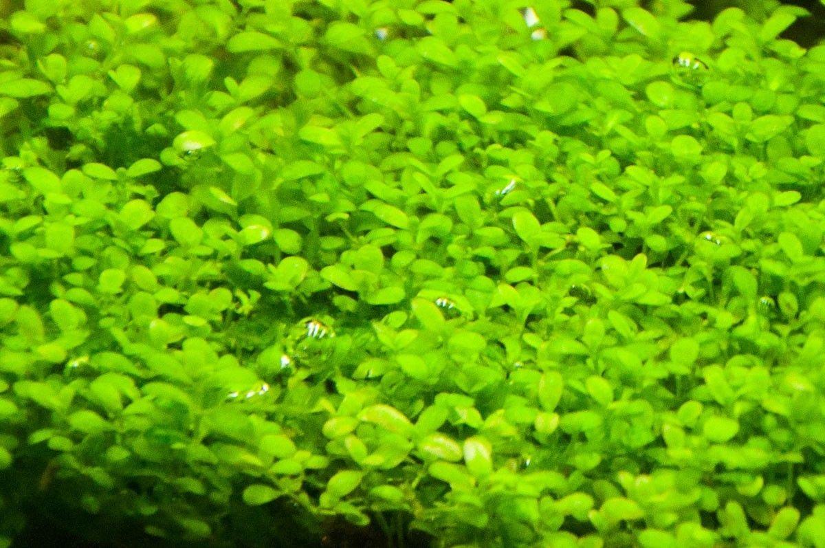 HC Cuba (Hemianthus callitrichoides 'Cuba').