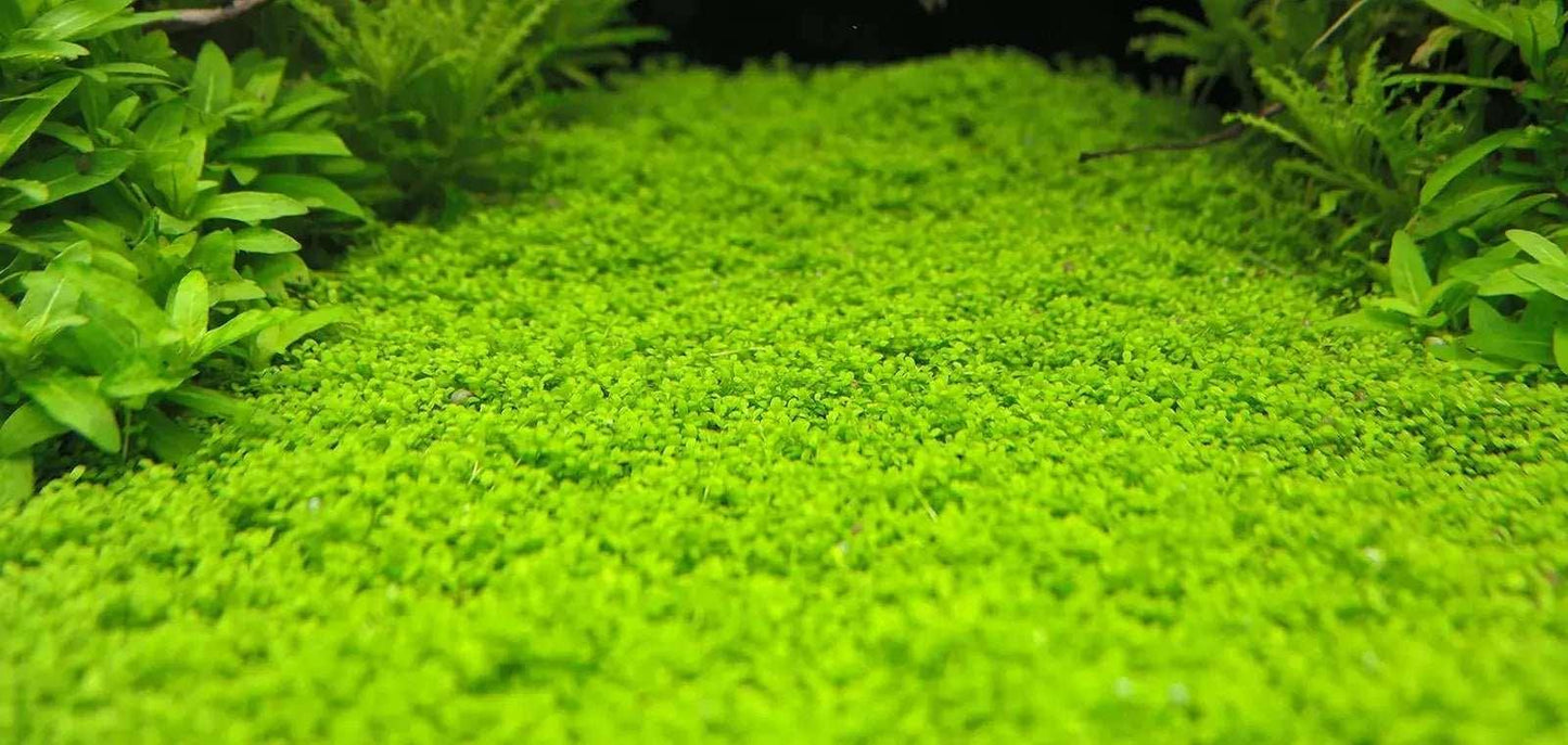 HC Cuba (Hemianthus callitrichoides 'Cuba').