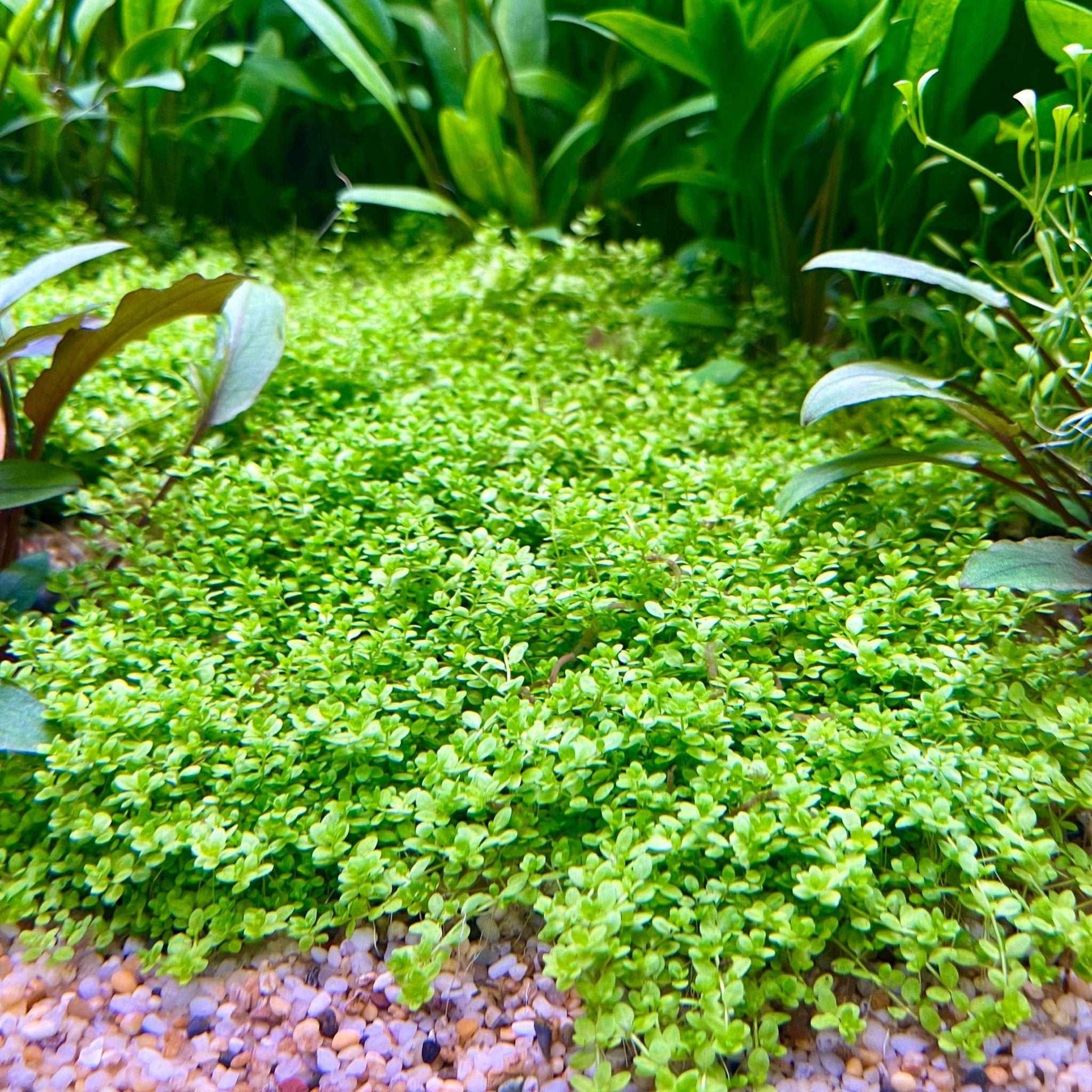 HC Cuba (Hemianthus callitrichoides 'Cuba').