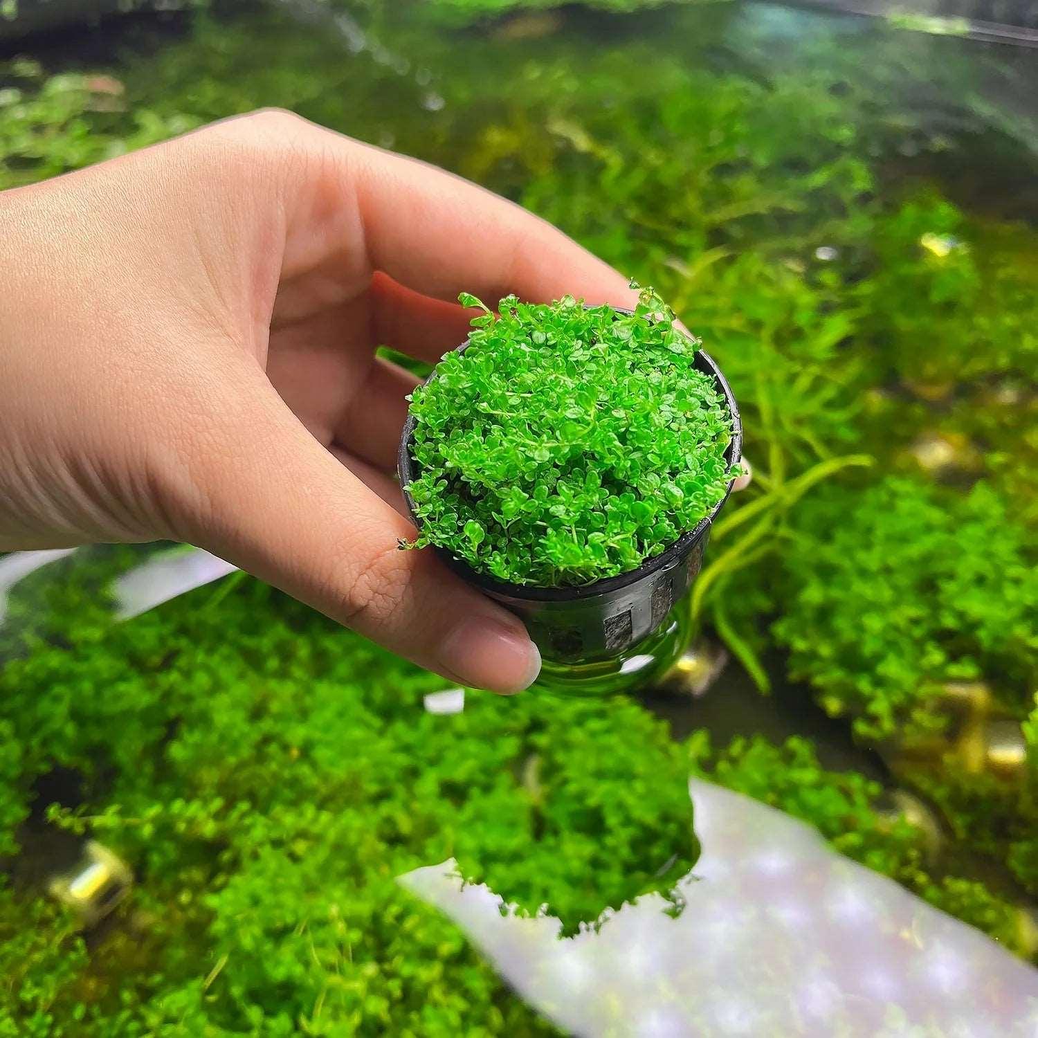 HC Cuba (Hemianthus callitrichoides 'Cuba').