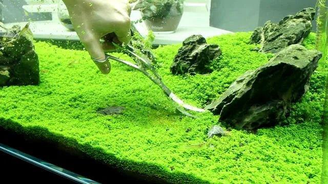 HC Cuba (Hemianthus callitrichoides 'Cuba').