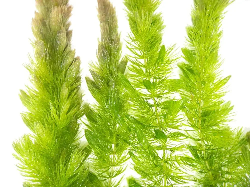 Hornwort (Ceratophyllum demersum).