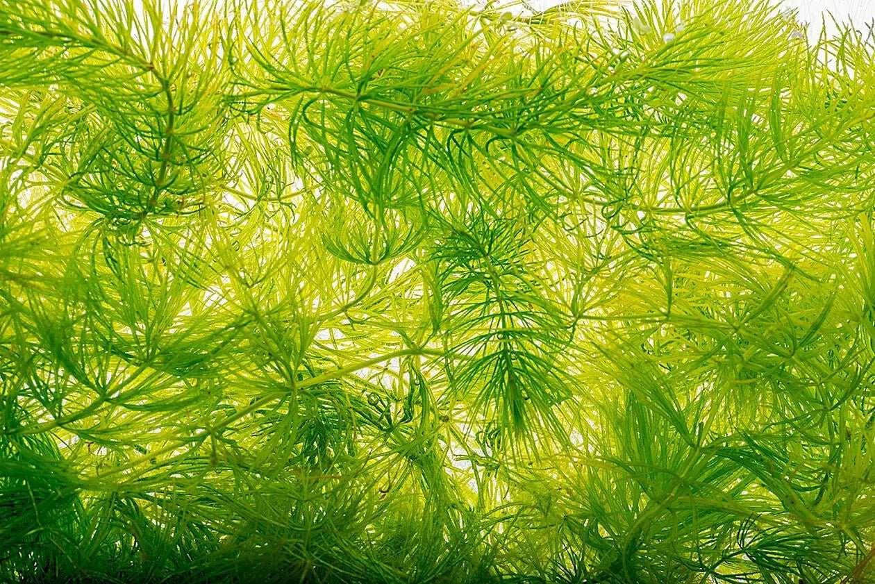 Hornwort (Ceratophyllum demersum).