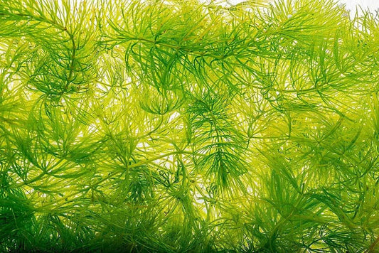 Hornwort (Ceratophyllum demersum).