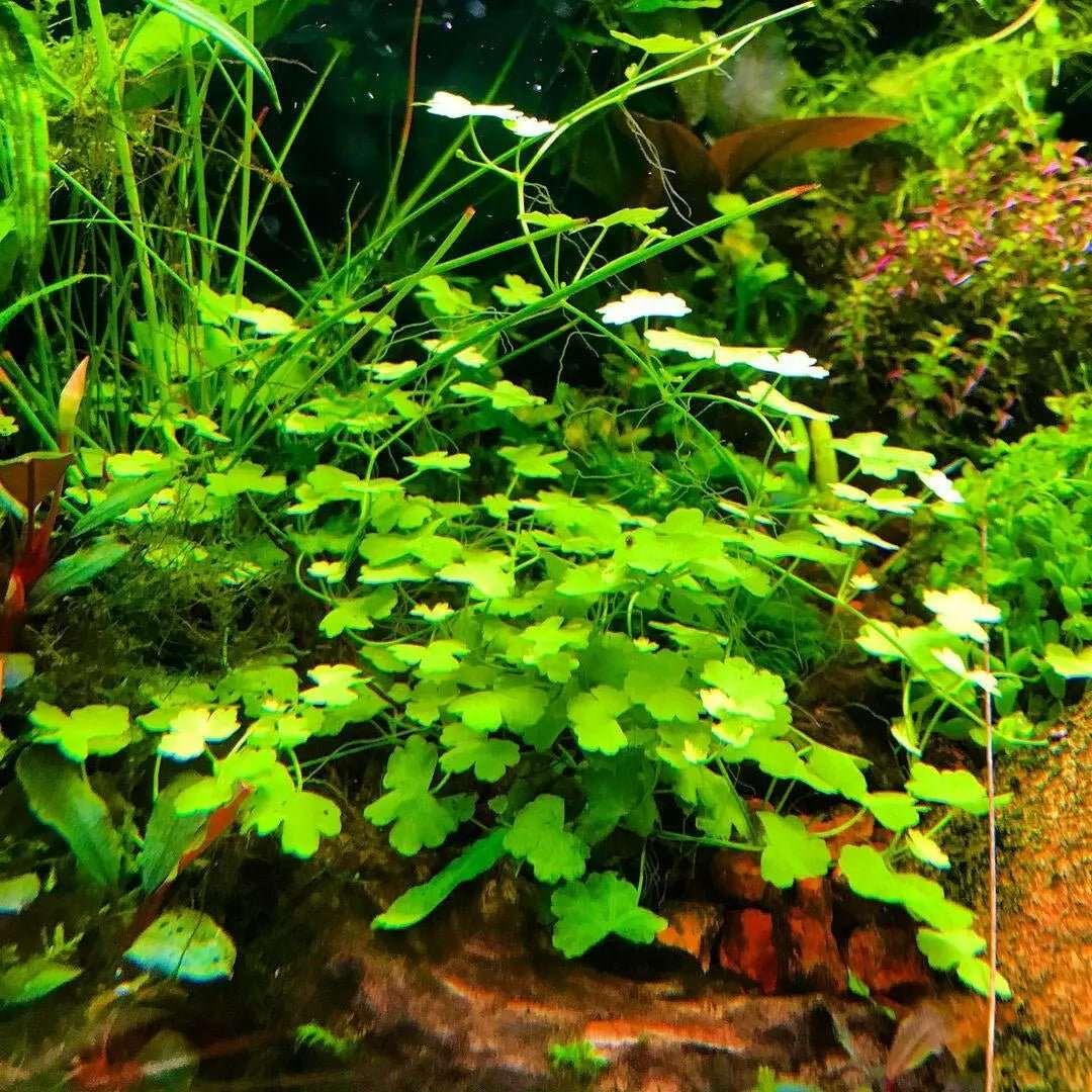 Hydrocotyle tripartita 'japan' mini.
