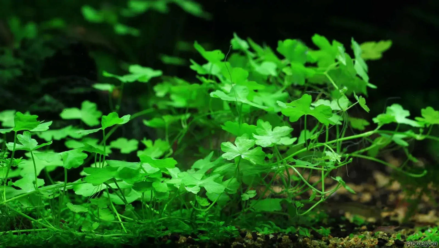 Hydrocotyle tripartita 'japan' mini.