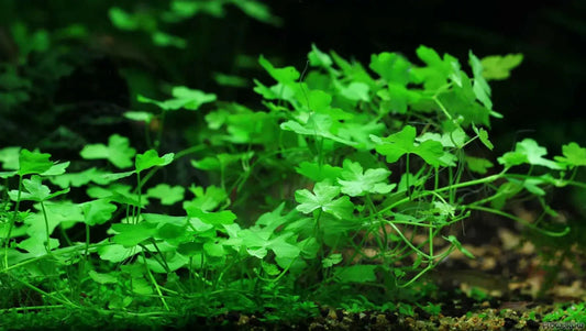 Hydrocotyle tripartita 'japan' mini.