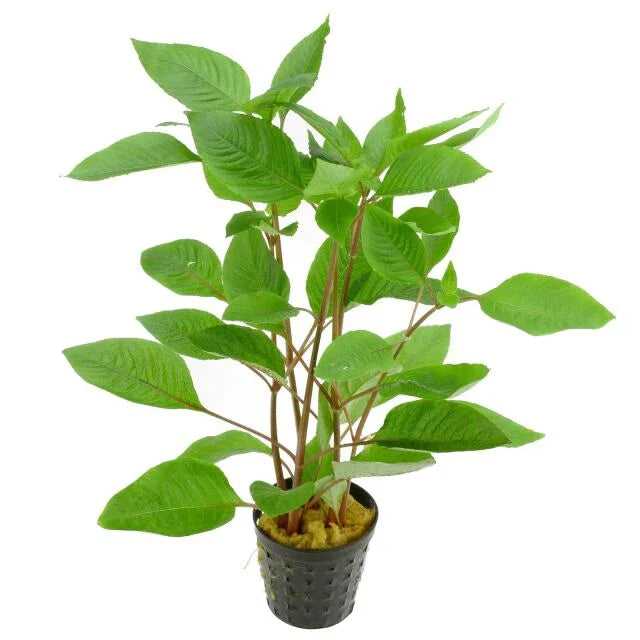 Hygrophila corymbosa.