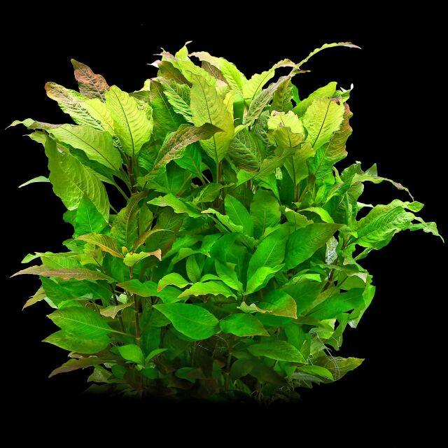 Hygrophila corymbosa.