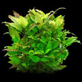 Hygrophila corymbosa.