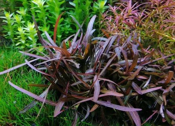 Hygrophila lancea 'Araguaia' - The Nature Gallery