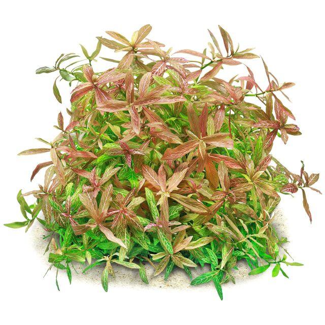 Hygrophila Polysperma "Sunset".