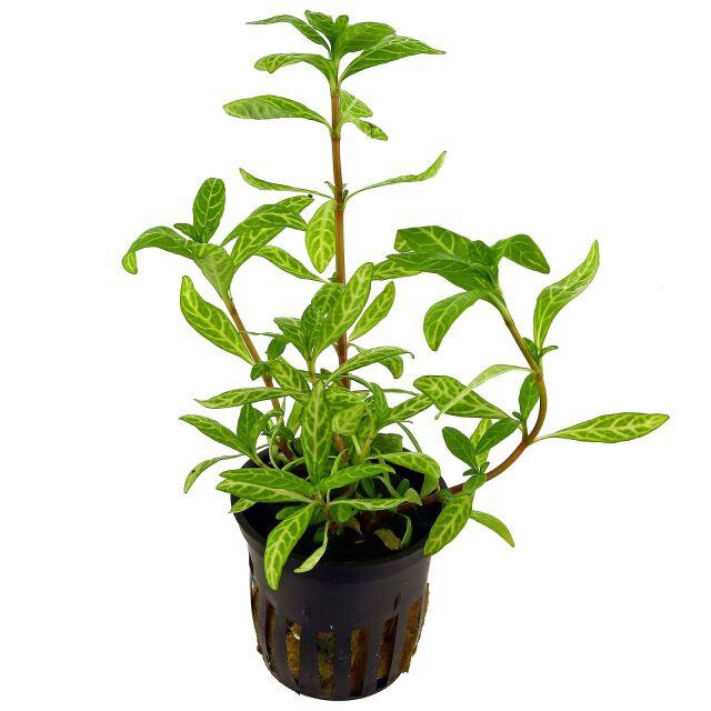 Hygrophila Polysperma "Sunset".