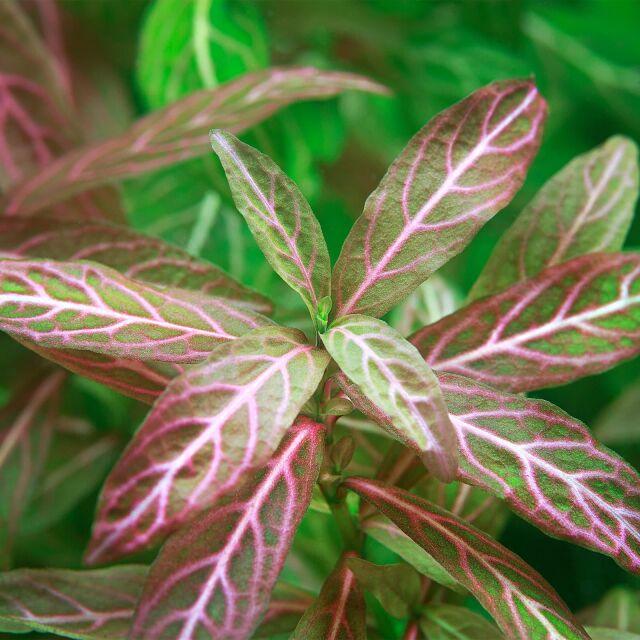 Hygrophila Polysperma "Sunset".