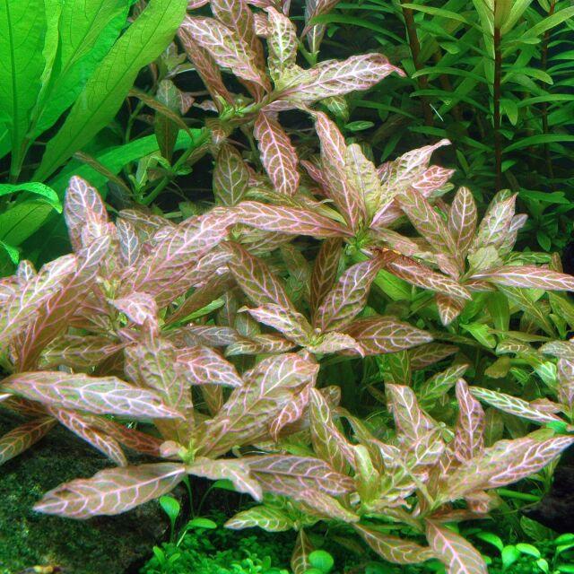 Hygrophila Polysperma "Sunset".