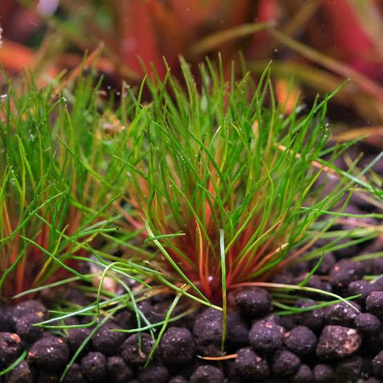 The Filterless Revolution: How Nature Replaced Filters for Good