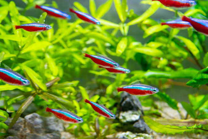 The Filterless Revolution: How Nature Replaced Filters for Good