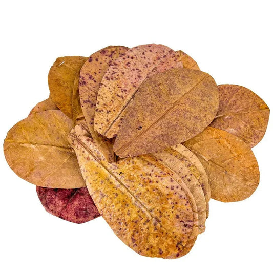 Large Indian Almond Leaf.