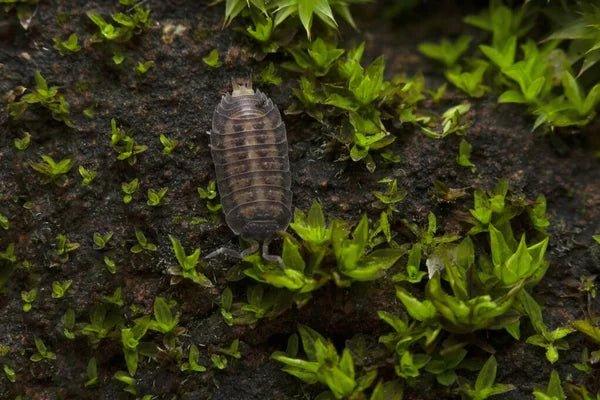 Isopods (5 pack).
