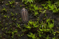 Isopods (5 pack).