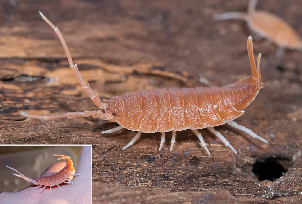 Isopods (5 pack).