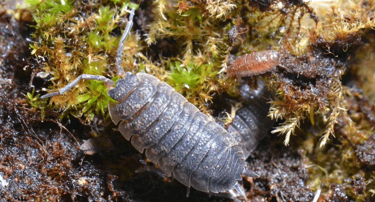 Isopods (5 pack).
