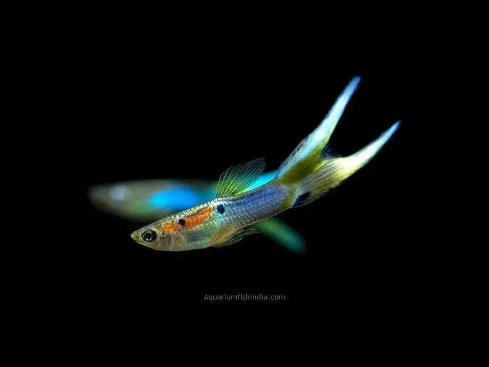 Japanese Blue Endler Guppy *Pair* (Rare).
