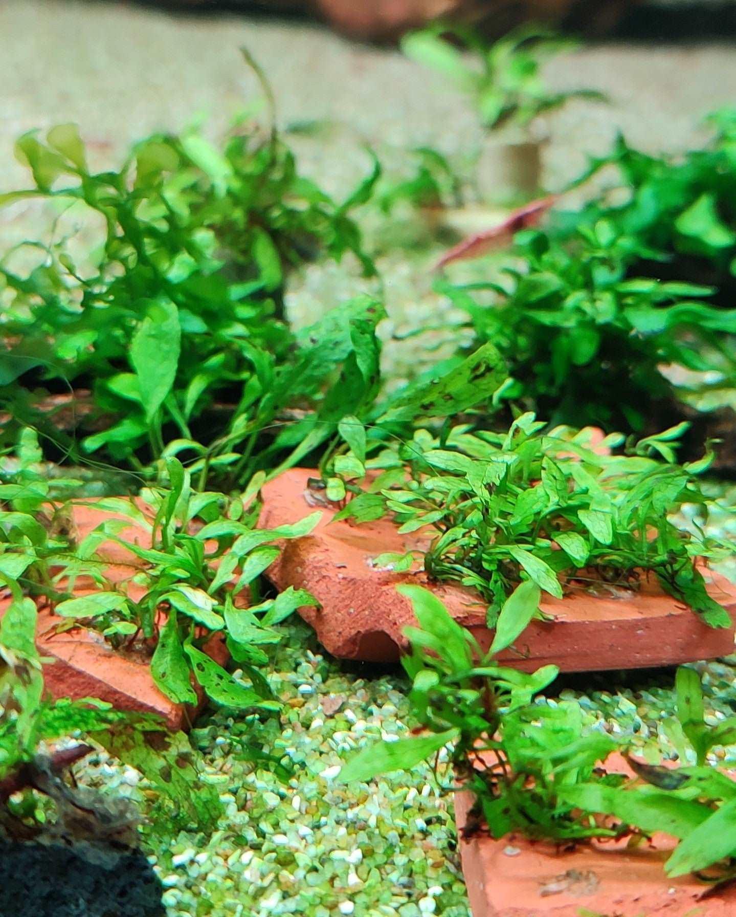 Java Fern (Microsorum pteropus 'Micro') (Super Rare).