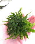 Java Fern (Microsorum pteropus 'Micro') (Super Rare).