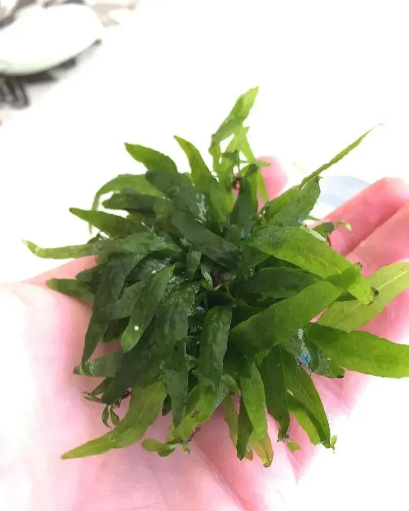 Java Fern (Microsorum pteropus 'Micro') (Super Rare).