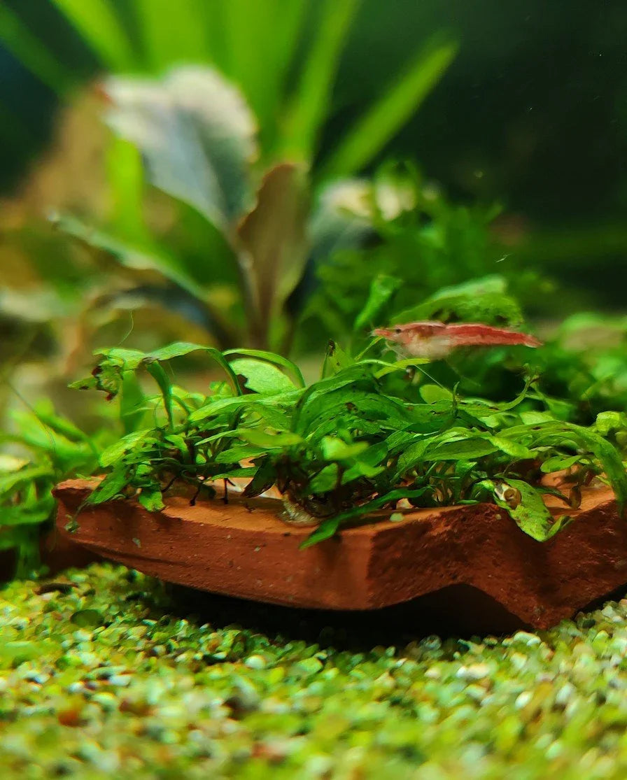 Java Fern (Microsorum pteropus 'Micro') (Super Rare).