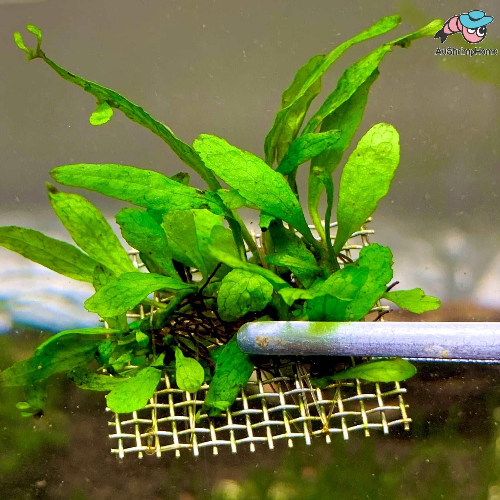 Java Fern (Microsorum pteropus 'Mini') (Rare).