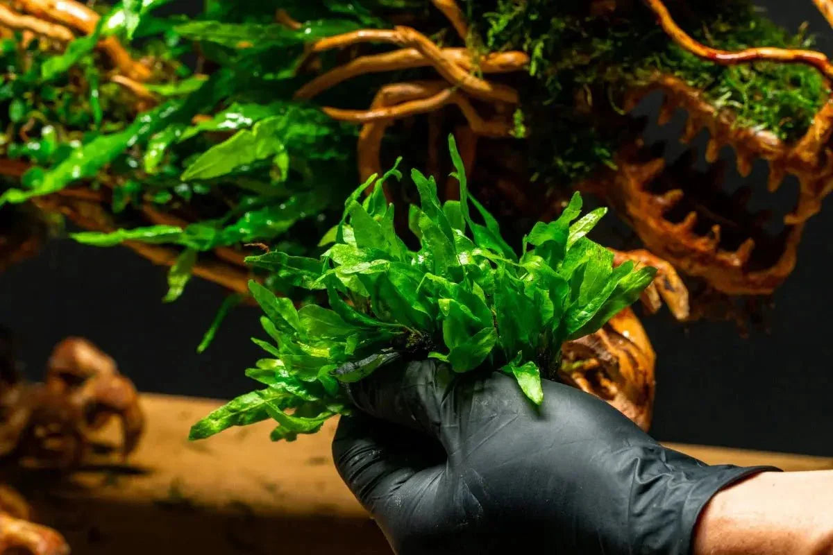 Java Fern (Microsorum pteropus 'Mini') (Rare).