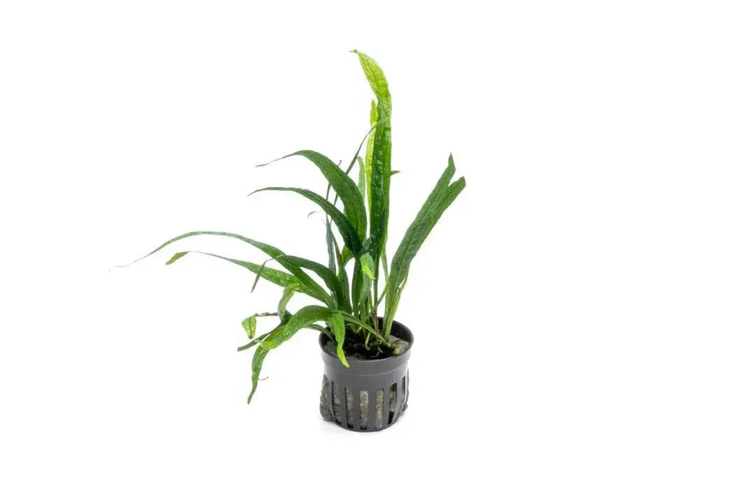 Java Fern - (Microsorum pteropus 'Mini Needle Leaf') (Super Rare).