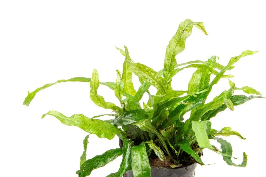 Java Fern - (Microsorum pteropus 'Mini Needle Leaf') (Super Rare).