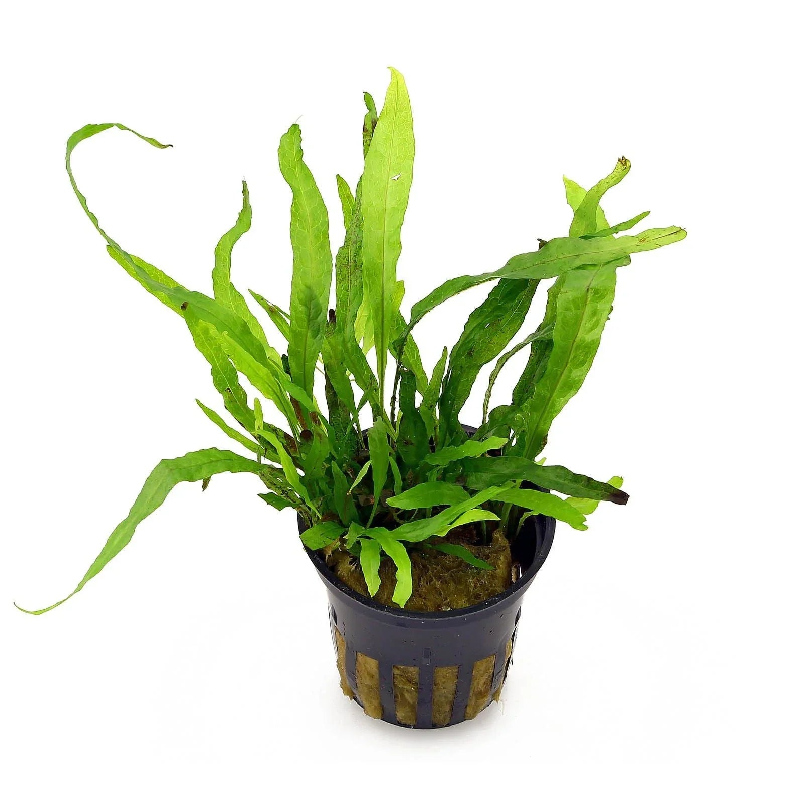 Java Fern - (Microsorum pteropus 'Mini Needle Leaf') (Super Rare).