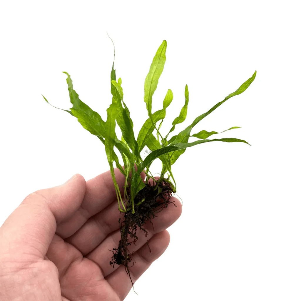 Java Fern - (Microsorum pteropus 'Mini Needle Leaf') (Super Rare).