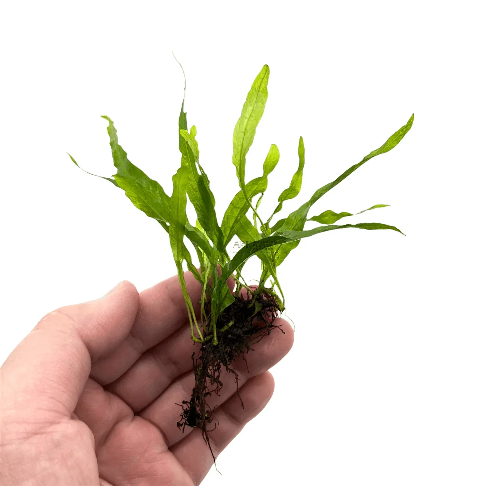 Java Fern - (Microsorum pteropus 'Mini Needle Leaf') (Super Rare).