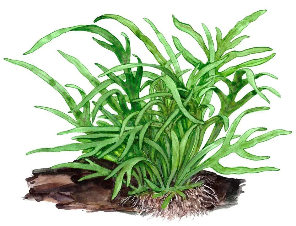 Java fern (Microsorum pteropus 'Trident').