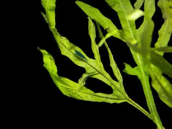 Java fern (Microsorum pteropus 'Trident').