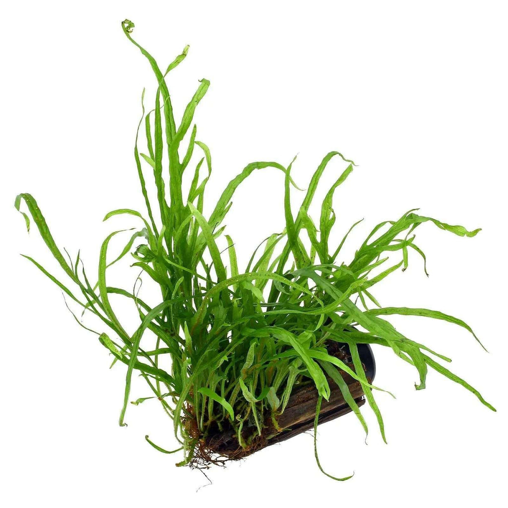 Java fern (Microsorum pteropus 'Trident').