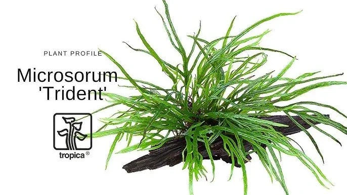 Java fern (Microsorum pteropus 'Trident').