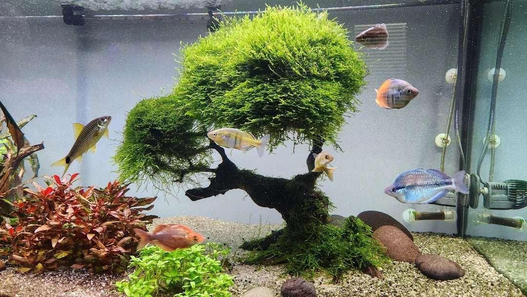 Java Moss.