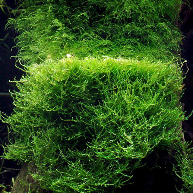 Java Moss.