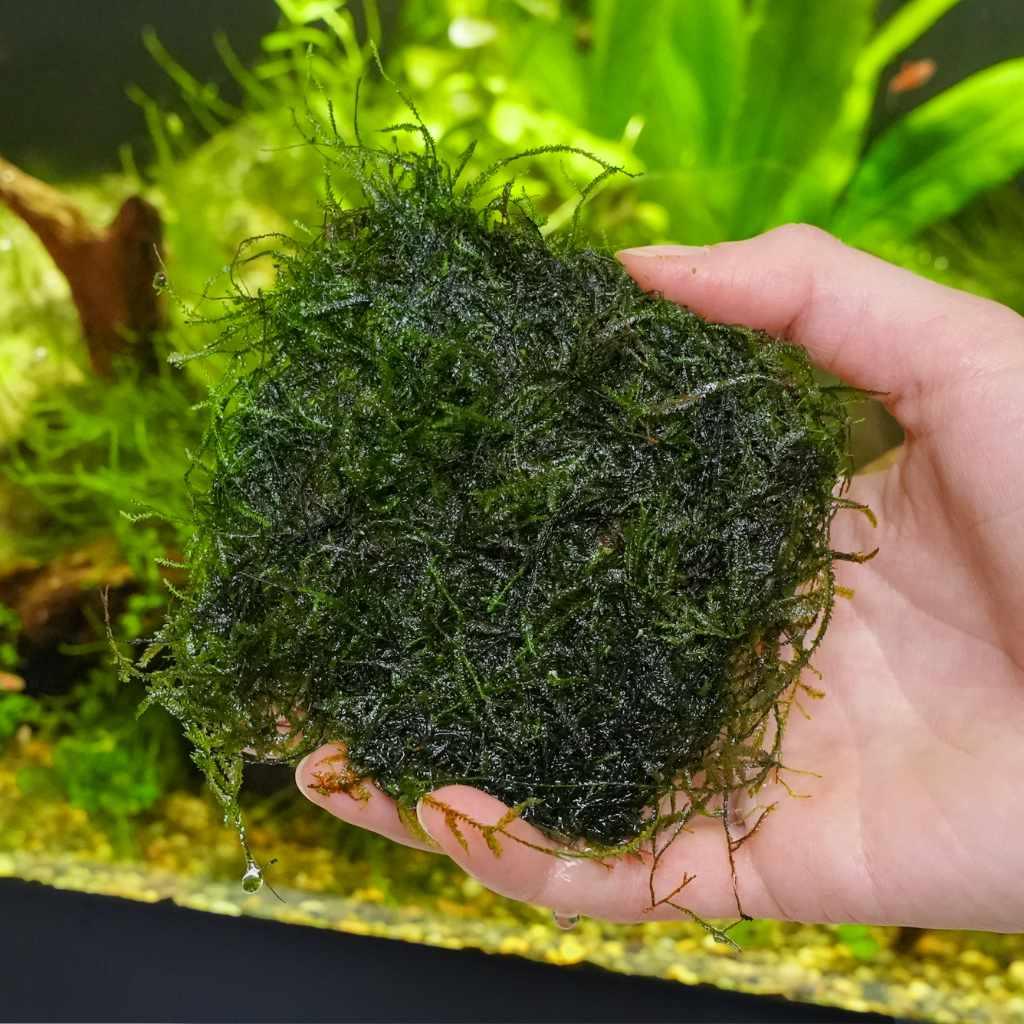 Java Moss.
