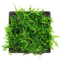 Krabi Moss (Vesicularia cf. montagnei) (Super Rare).