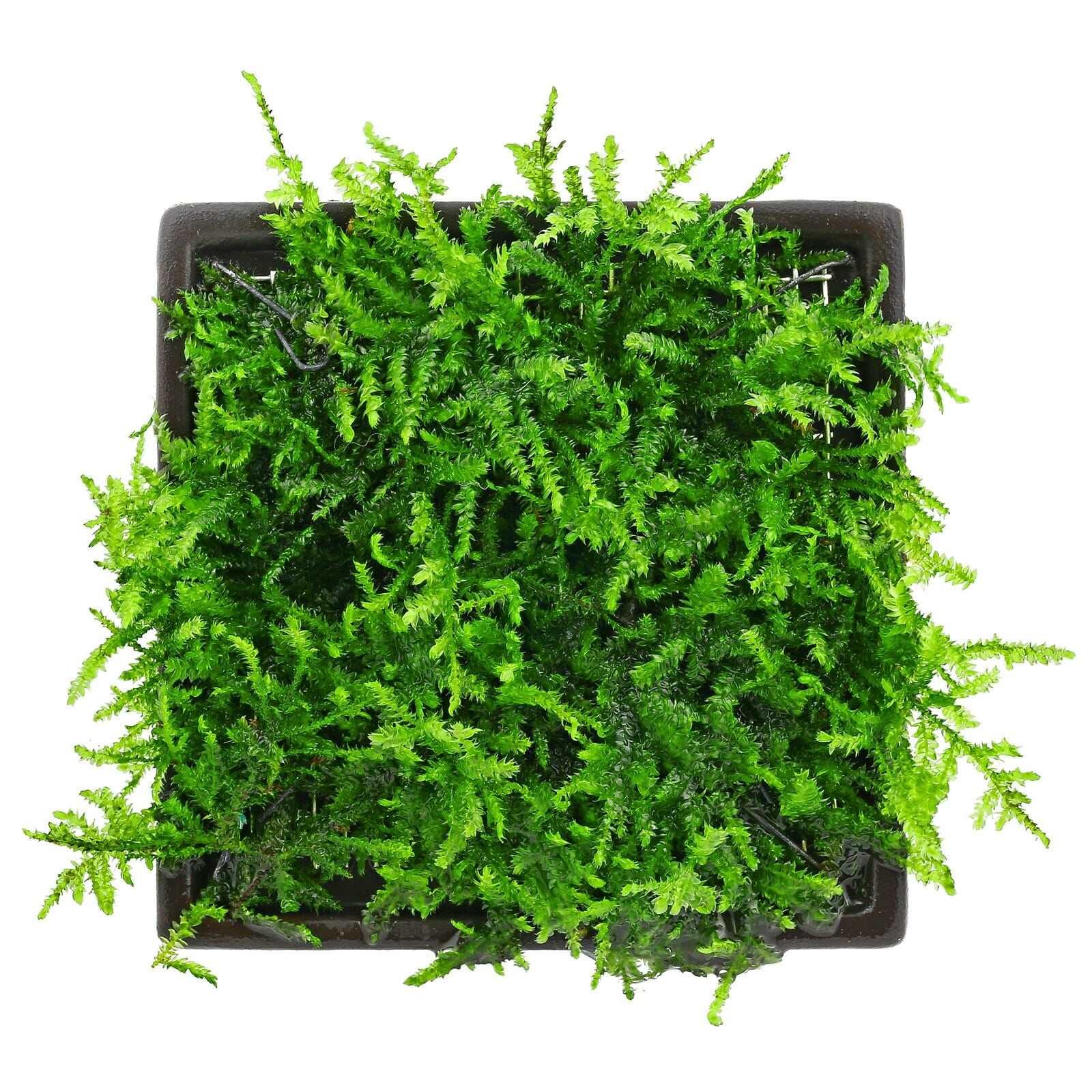 Krabi Moss (Vesicularia cf. montagnei) (Super Rare).